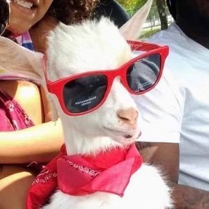 Meet your Posher, Billy